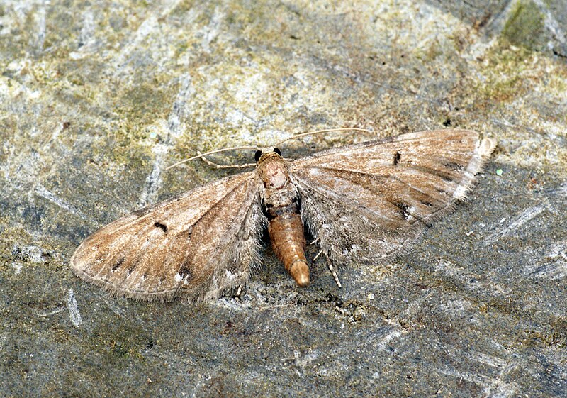 File:(1830) Wormwood Pug (Eupithecia absinthiata) (7599649058).jpg