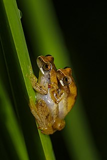 <i>Dendropsophus werneri</i> Species of frog