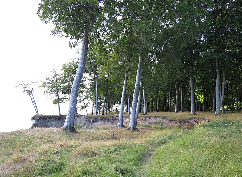 File:Æbelø skov.jpg