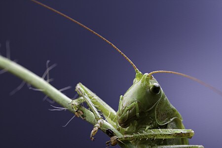 Green grasshopper Tettigonia viridissima poses for a photo in the lab. (Stoyko Sabotanov)