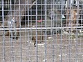 Павіани анубіс у Київському зоопарку 2009