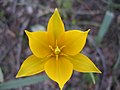 Die seltene Tulpenart Tulipa biebersteiniana