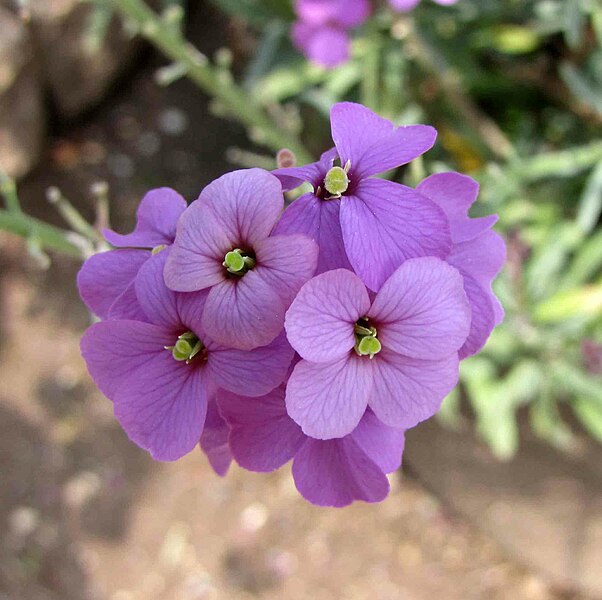 File:亞麻葉糖芥 Erysimum linifolium Bowles' Mauve (維也納大學植物園 Vienna University Botanical Garden).jpg