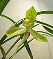 春劍荷瓣 Cymbidium longibracteatum 'Lotus-leaf' -香港沙田國蘭展 Shatin Orchid Show, Hong Kong- (38759695240).jpg