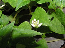 玉山 蓼 Polygonum runcinatum - 台北 花 博 Тайпе Флора Експо- (9227114151) .jpg