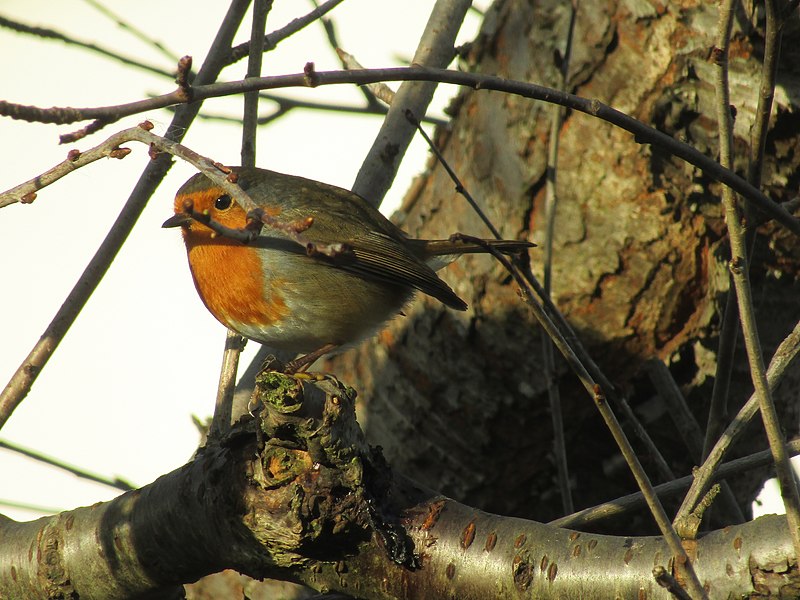 File:-2018-12-14 Robin (Erithacus rubecula), Trimingham, Norfolk (2).JPG