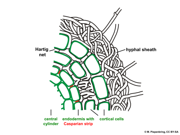 C 5b ectomycorrhiza anatomy, Basidiomycota (diagram by M. Piepenbring)