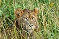 * Nomination Lioness at Queen Elizabeth National Park --Giles Laurent 06:16, 26 October 2023 (UTC) * Promotion  Support Good quality. --BigDom 11:55, 26 October 2023 (UTC)