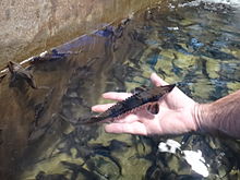 Lake sturgeon hatchlings awaiting release into the Tennessee River system by members of the Tennessee River Lake Sturgeon Working Group 10 inch lake sturgeon at Edenton NFH (21948598814).jpg