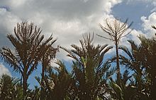 1989.05-086-27atp Sago palm (Metroxylon sagu) (if (div fases), é) Waipirit (W.Seram, Maluku), ID sat13may1989.jpg