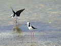 1 (83) Pied Stilt (Himantopus leucocephalus).JPG