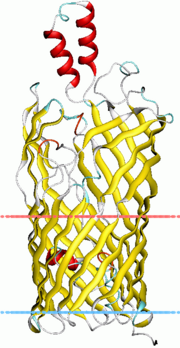 Thumbnail for FadL outer membrane protein transport family