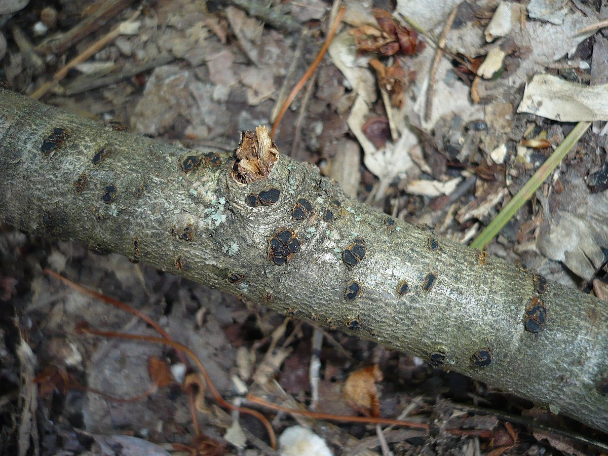 Leotiomycetes. Dematiaceae. Helotiales.