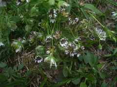 Microbotryum stellariae: fotografijŏ