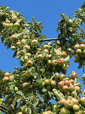 Omenapuu hedelmillä