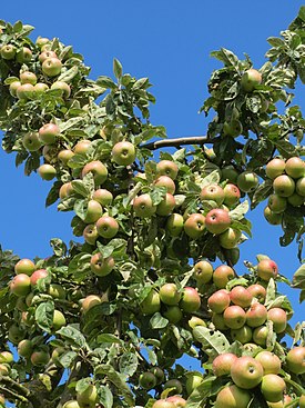 Appelboom met fruit