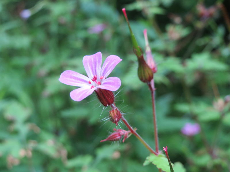 File:20150621Geranium robertianum1.jpg