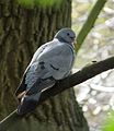 2016-04-30 Columba oenas, Armstrong Park 2.jpg