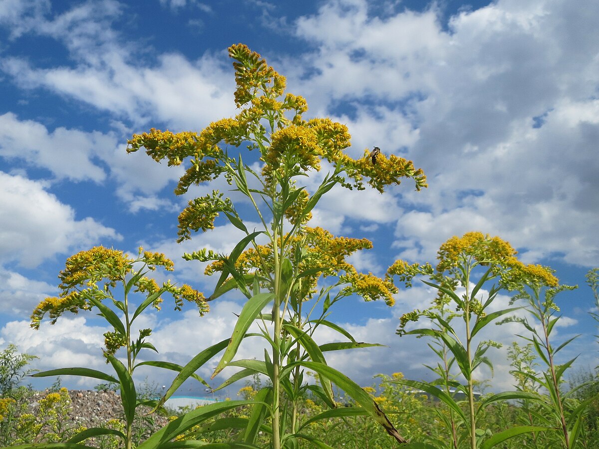 Solidago gigantea