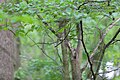 Deutsch: Fasanerie in Köthen, Sachsen-Anhalt. Polski: Park Fasanerie w Köthen, Niemcy