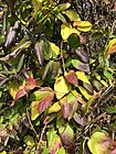 2019-12-04 11 51 11 Japanese Honeysuckle leaves in late autumn along a walking path in the Franklin Farm section of Oak Hill, Fairfax County, Virginia.jpg