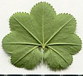 * Nomination Alchemilla vulgaris. Leaf abaxial side. --Knopik-som 06:46, 3 June 2021 (UTC) * Promotion  Support Good quality. --Tournasol7 10:37, 3 June 2021 (UTC)  Support Good quality. --PsamatheM 13:30, 3 June 2021 (UTC)