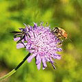 * Nomination A Common Drone Fly and an Empis fly on a field scabious --FlocciNivis 07:24, 18 May 2023 (UTC) * Promotion  Support Good quality. --Halavar 12:06, 18 May 2023 (UTC)