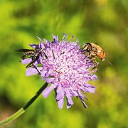 20220611 Knautia arvensis 03.jpg