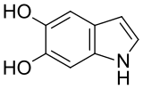 5,6-dihydroxyindole