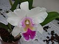 A and B Larsen orchids - Brassolaeliocattleya Chiengrai Padej DSCN4468.JPG