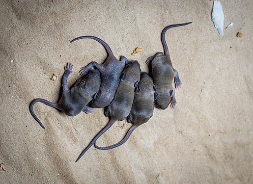 A group of rats