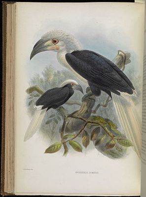 Long-headed hornbill