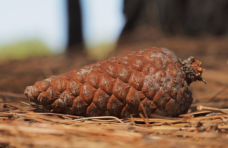 File:A pine cone.jpg