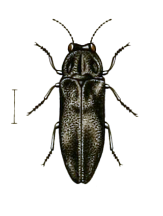 <i>Aaaaba</i> Genus of beetles