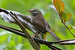 Aberrant Bush Warbler 0A2A4060.jpg