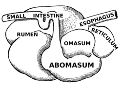 Stylised illustration of a ruminant digestive system Abomasum (PSF).png
