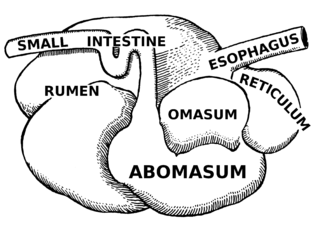 Ruminant kind of mammals, by digestive process