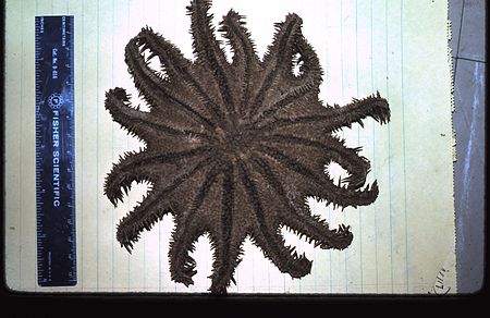 A. brevispinus holotype, oral surface Acanthaster brevispinus holotype.jpg