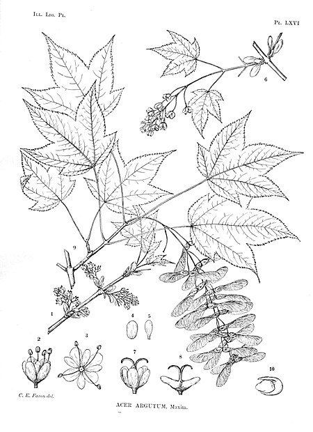 Acer argutum.jpg