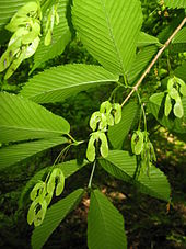 Sektion Indivisa: Hainbuchenblättriger Ahorn (Acer carpinifolium)