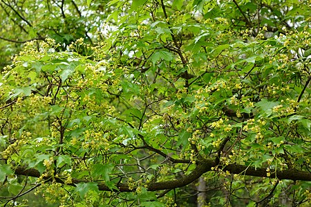 Tập_tin:Acer_truncatum_-_Morris_Arboretum_-_DSC00271.JPG