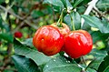 Plody malpígie lysé (Malpighia glabra)