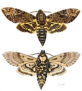 Intriguing deaths head moth, spread and mounted in a glass dome