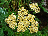 Achillea crithmifolia