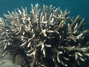 Bildebeskrivelse Acropora vaughani, Poruma 2.JPG.