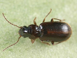 <i>Acupalpus exiguus</i> Species of beetle