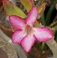 Άνθος Adenium obesum ποικ. multiflorum στο Βοτανικό Κήπο, Πανεπιστήμιο της Καλιφόρνια.