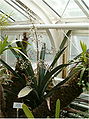 Aechmea Aechmea spectabilis Trichterbromelie mit Fruchtstand Bromelioideae Bromeliengewächse (Bromeliaceae)