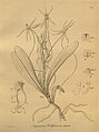 Aerangis brachycarpa (as syn. Angraecum rohlfsianum) plate 240 in: H. G. Reichenbach: Xenia orchidacea - vol. 3 (1900)