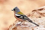 Thumbnail for African chaffinch